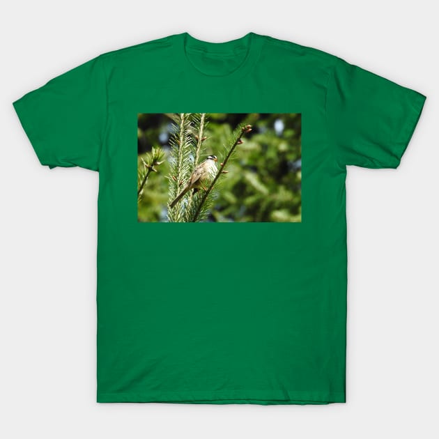 White crowned sparrow, birds, wildlife, nature, gifts T-Shirt by sandyo2ly